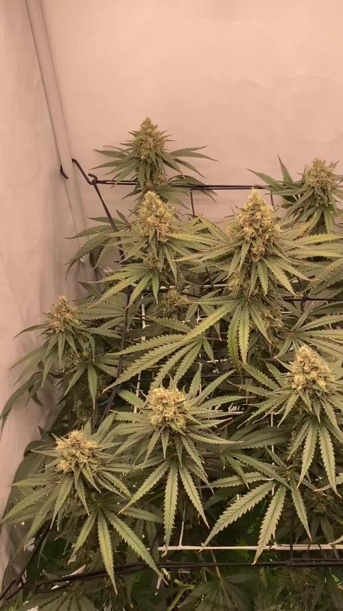Khalifa Mints. Week 14