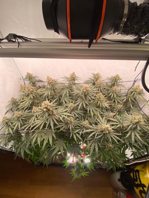 Khalifa Mints S1 Cut. Week 15