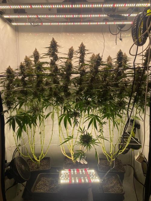 Khalifa Mints S1 Cut. Week 16