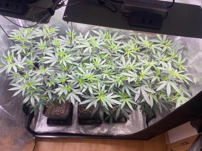 Grape Gas S1. Week 6