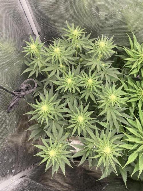 🦍🍪Gorilla Cookies FF# Phenohunt. Week 8