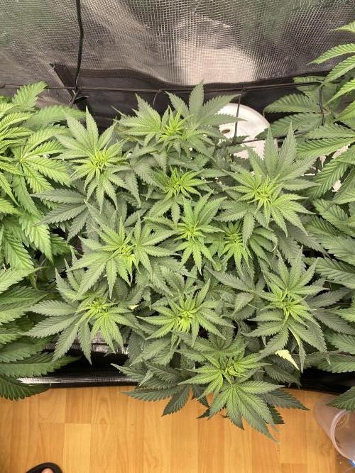 🦍🍪Gorilla Cookies FF# Phenohunt. Week 5