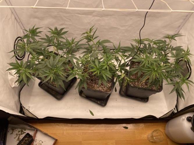 Khalifa Mints S1 Cut. Week 4