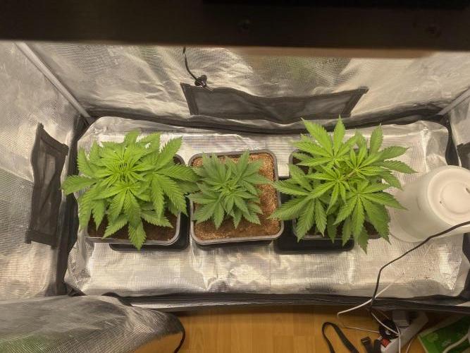 🦍🍪Gorilla Cookies FF# Phenohunt. Week 3