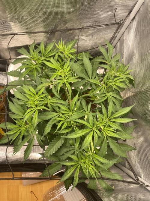 🦍🍪Gorilla Cookies FF# Phenohunt. Week 4