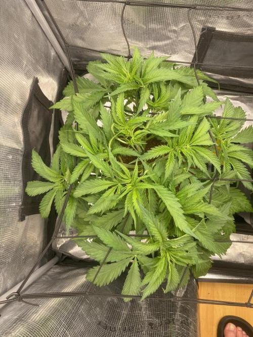 🦍🍪Gorilla Cookies FF# Phenohunt. Week 4