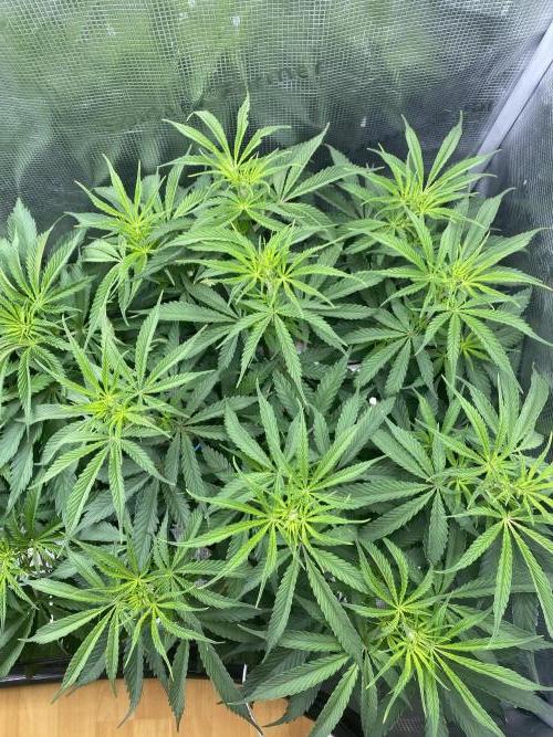 🦍🍪Gorilla Cookies FF# Phenohunt. Week 6