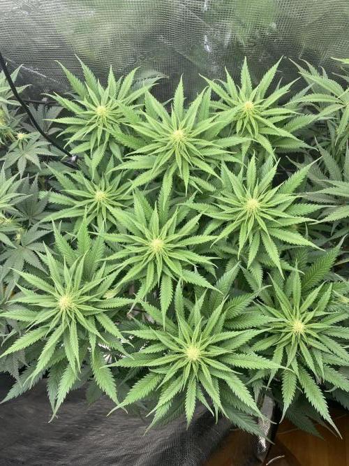 🦍🍪Gorilla Cookies FF# Phenohunt. Week 8