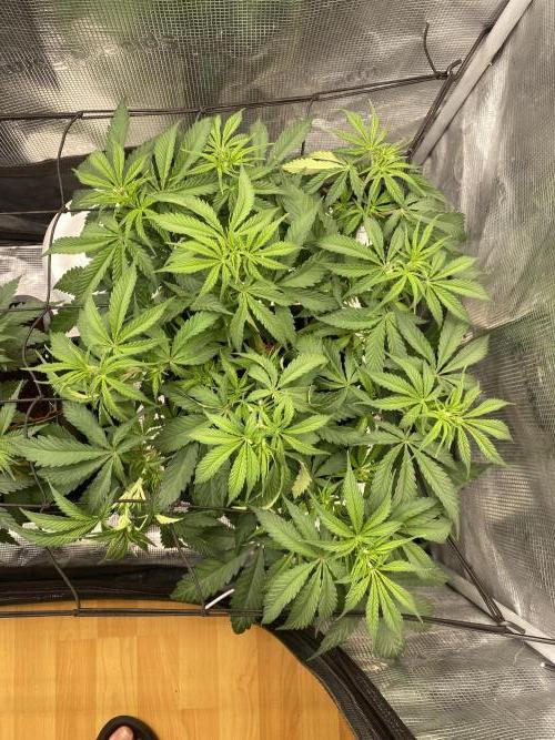 🦍🍪Gorilla Cookies FF# Phenohunt. Week 5