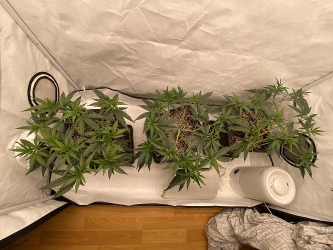 Khalifa Mints S1 Cut. Week 5