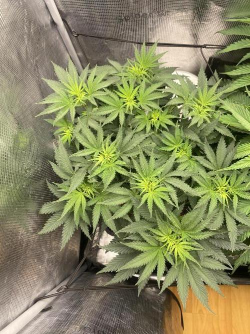 🦍🍪Gorilla Cookies FF# Phenohunt. Week 6