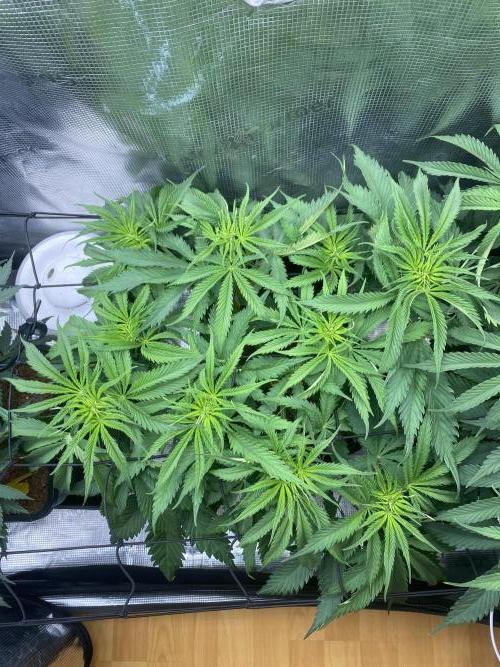 🦍🍪Gorilla Cookies FF# Phenohunt. Week 6