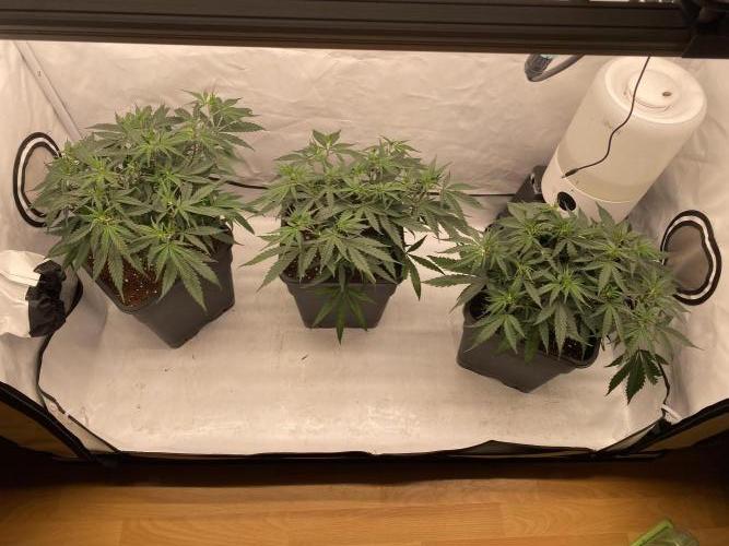 Gorilla coockies Pheno winner run. Week 5