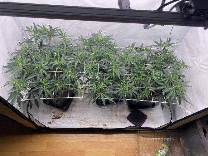 Gorilla coockies Pheno winner run. Week 6