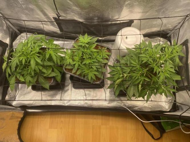 🦍🍪Gorilla Cookies FF# Phenohunt. Week 4