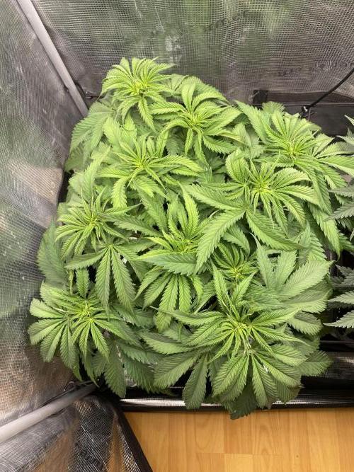 🦍🍪Gorilla Cookies FF# Phenohunt. Week 5