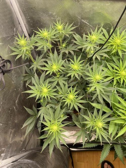 🦍🍪Gorilla Cookies FF# Phenohunt. Week 7