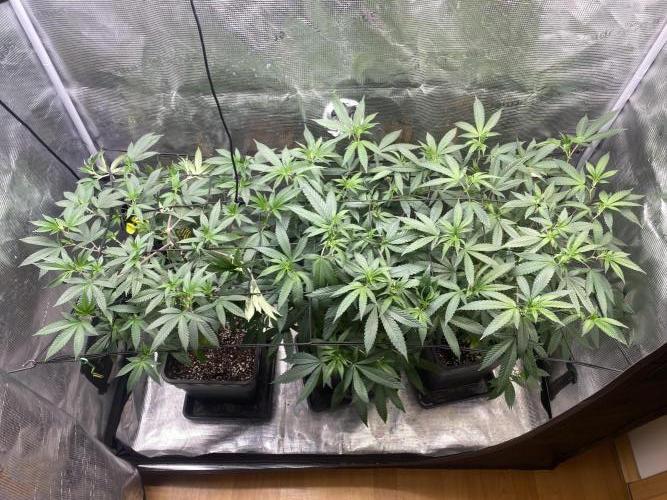 Grape Gas S1. Week 5