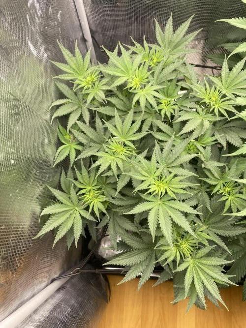 🦍🍪Gorilla Cookies FF# Phenohunt. Week 6