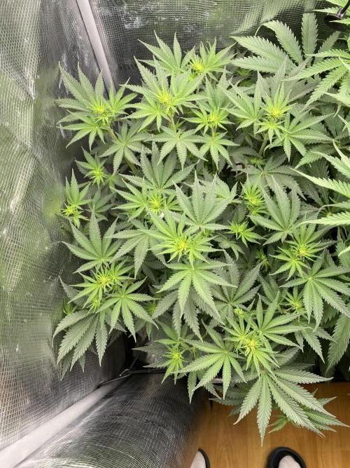 🦍🍪Gorilla Cookies FF# Phenohunt. Week 7