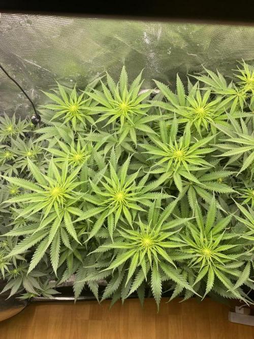 🦍🍪Gorilla Cookies FF# Phenohunt. Week 7