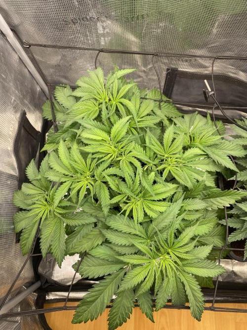 🦍🍪Gorilla Cookies FF# Phenohunt. Week 5