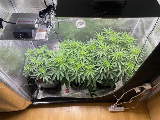 🦍🍪Gorilla Cookies FF# Phenohunt. Week 6