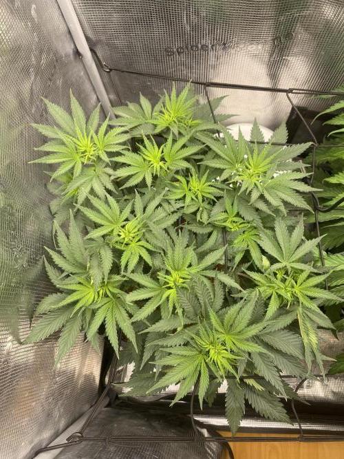 🦍🍪Gorilla Cookies FF# Phenohunt. Week 6