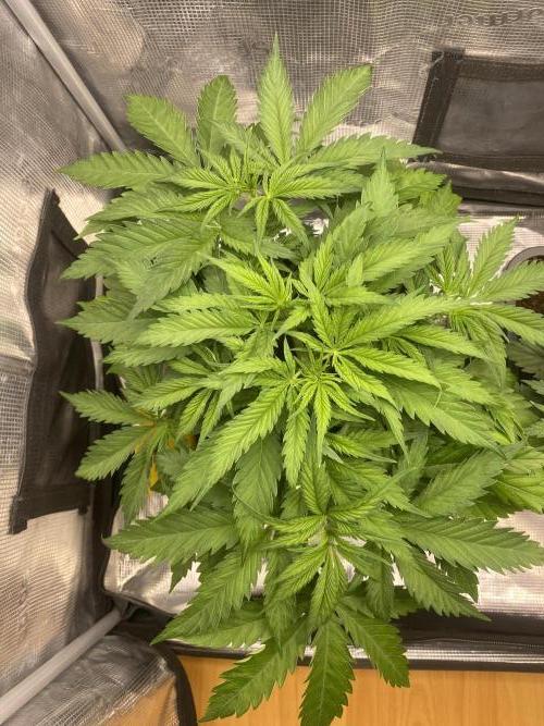 🦍🍪Gorilla Cookies FF# Phenohunt. Week 4