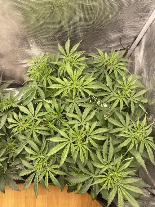 🦍🍪Gorilla Cookies FF# Phenohunt. Week 5