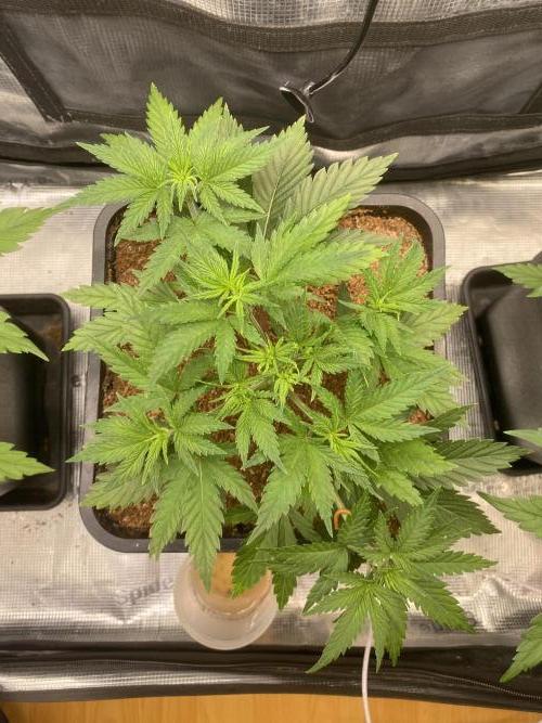 🦍🍪Gorilla Cookies FF# Phenohunt. Week 4