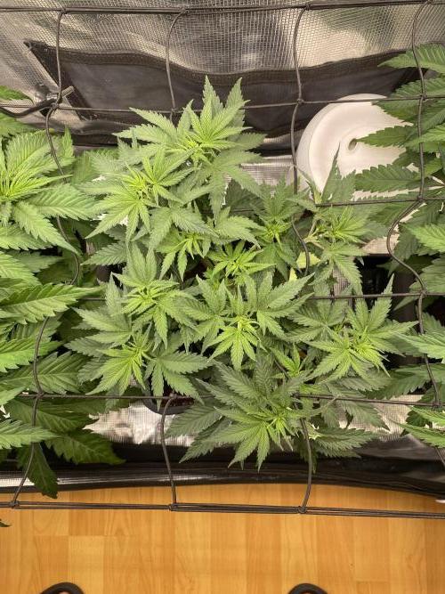 🦍🍪Gorilla Cookies FF# Phenohunt. Week 5