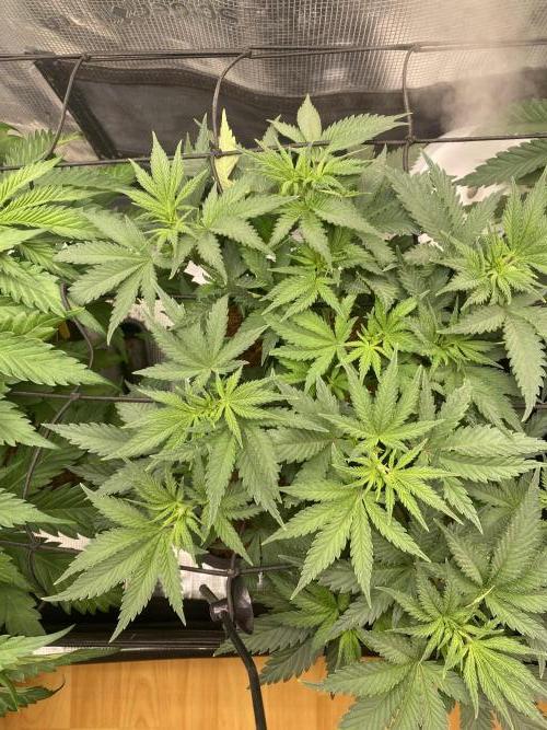 🦍🍪Gorilla Cookies FF# Phenohunt. Week 5