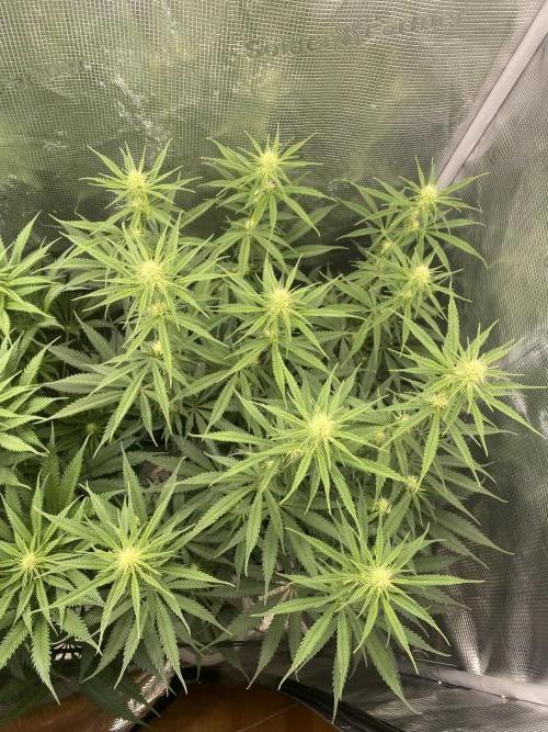 🦍🍪Gorilla Cookies FF# Phenohunt. Week 8