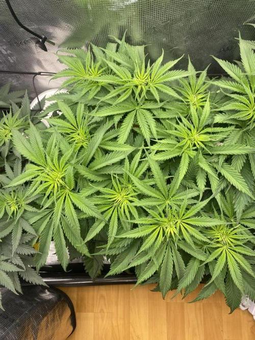 🦍🍪Gorilla Cookies FF# Phenohunt. Week 6