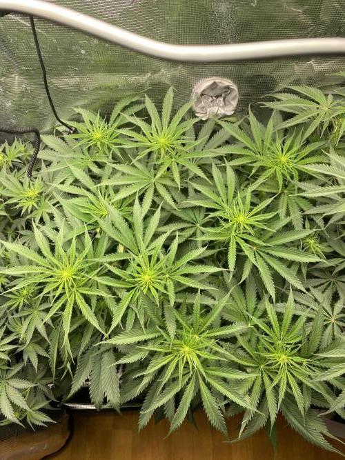 🦍🍪Gorilla Cookies FF# Phenohunt. Week 7