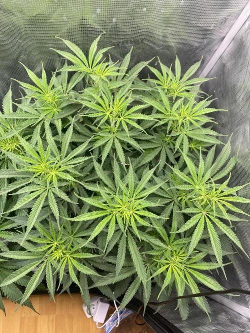 🦍🍪Gorilla Cookies FF# Phenohunt. Week 6