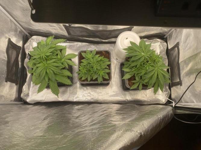 🦍🍪Gorilla Cookies FF# Phenohunt. Week 3