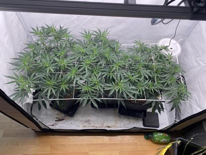 Gorilla coockies Pheno winner run. Week 6