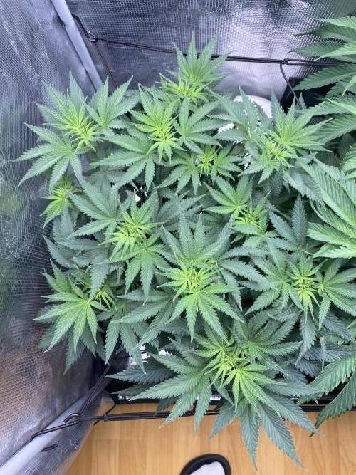 🦍🍪Gorilla Cookies FF# Phenohunt. Week 6