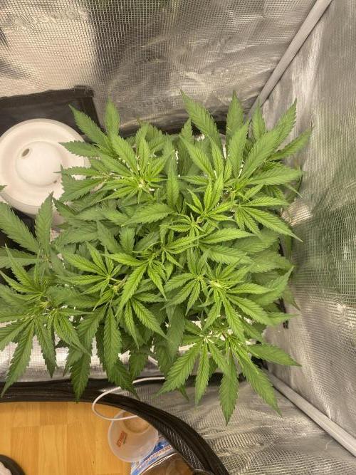 🦍🍪Gorilla Cookies FF# Phenohunt. Week 4