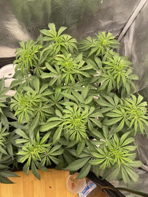 🦍🍪Gorilla Cookies FF# Phenohunt. Week 5