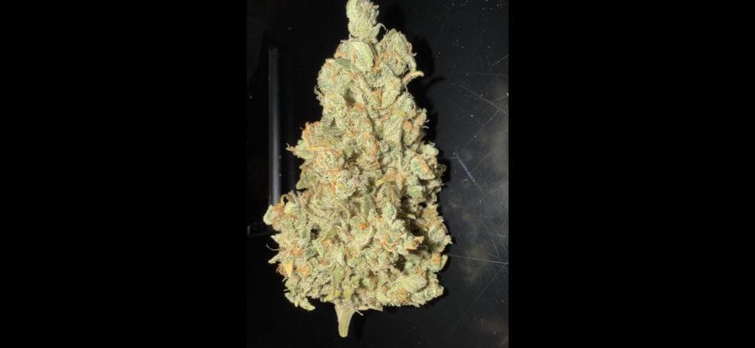 🦍🍪Gorilla Cookies FF# Phenohunt. Week 17