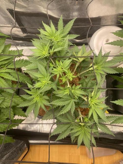 🦍🍪Gorilla Cookies FF# Phenohunt. Week 4