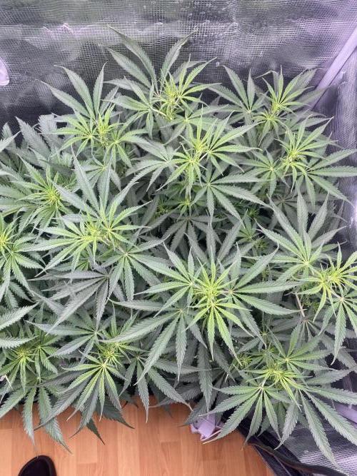 🦍🍪Gorilla Cookies FF# Phenohunt. Week 6