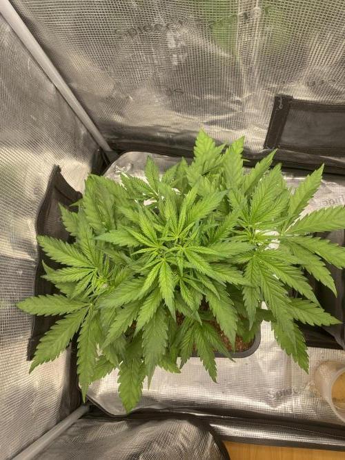 🦍🍪Gorilla Cookies FF# Phenohunt. Week 4