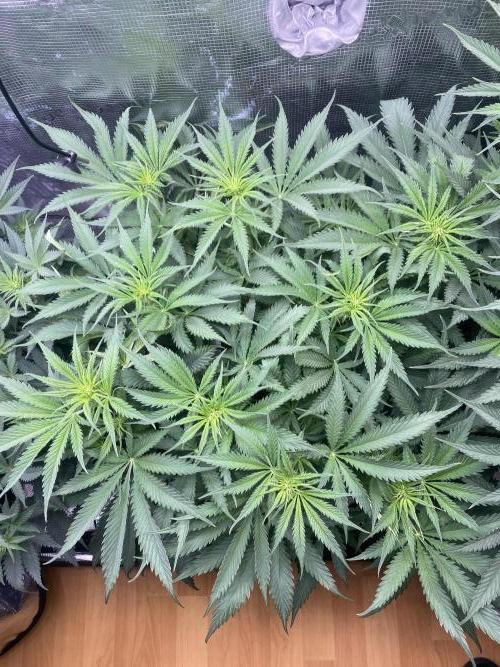 🦍🍪Gorilla Cookies FF# Phenohunt. Week 6