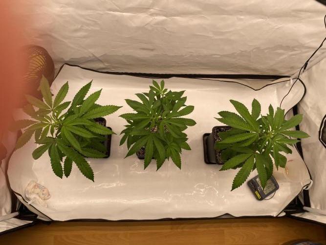 Grape Gas S1. Week 1