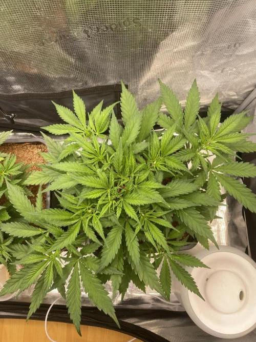 🦍🍪Gorilla Cookies FF# Phenohunt. Week 4