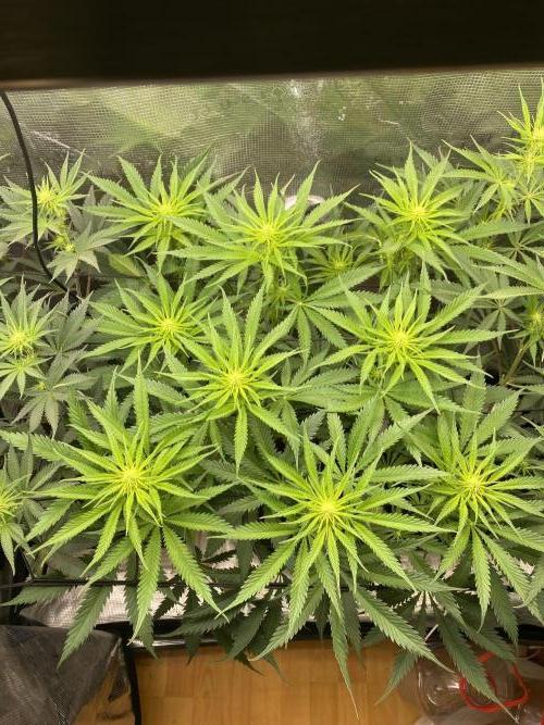 🦍🍪Gorilla Cookies FF# Phenohunt. Week 7